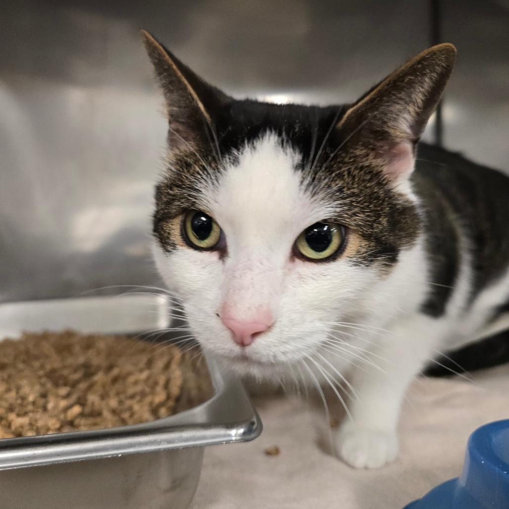 Enlarge Milo 2.0, a Adoptable American Shorthair in Waldorf, MD image 1/3