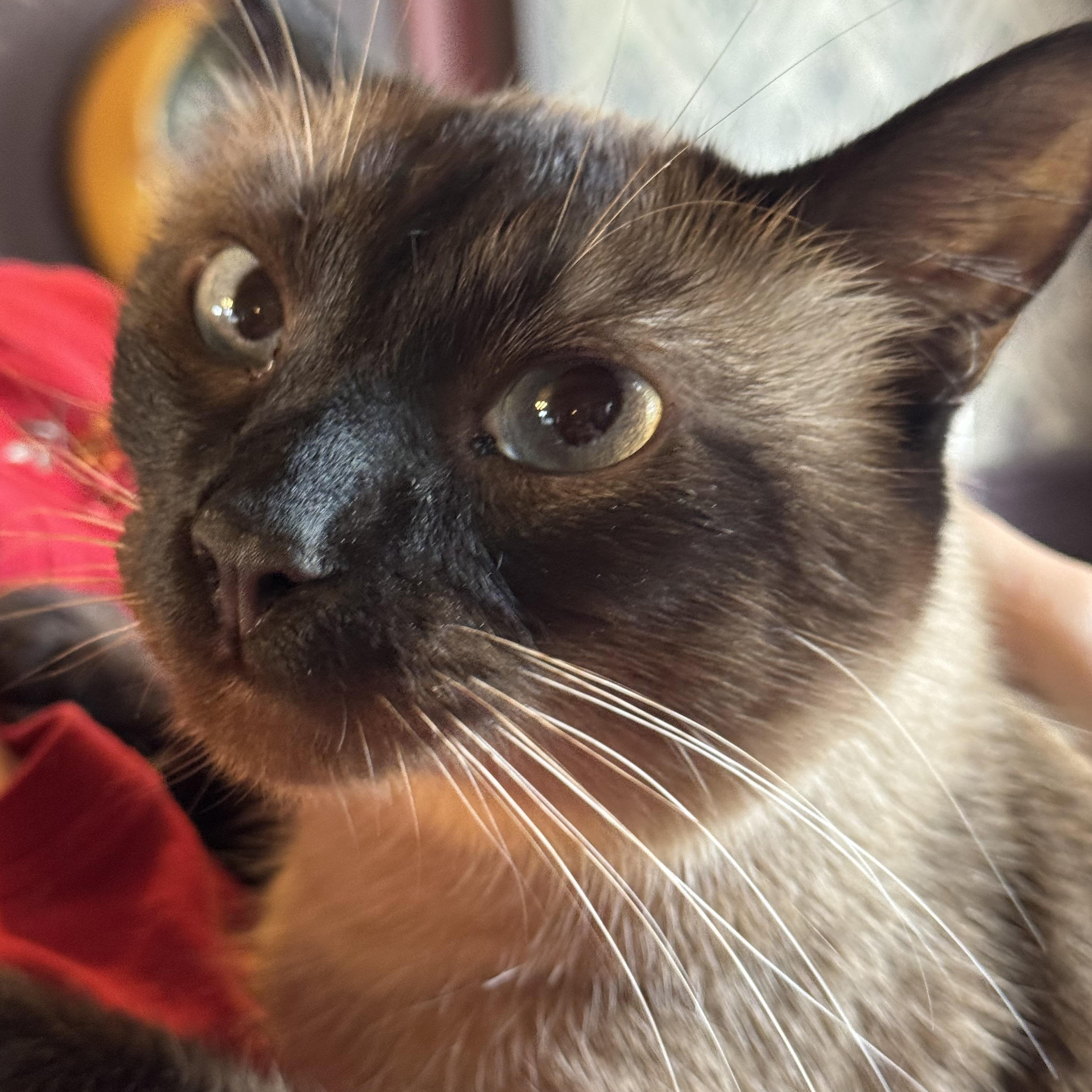 Truman, an adopted Siamese in Export, PA image 4/6