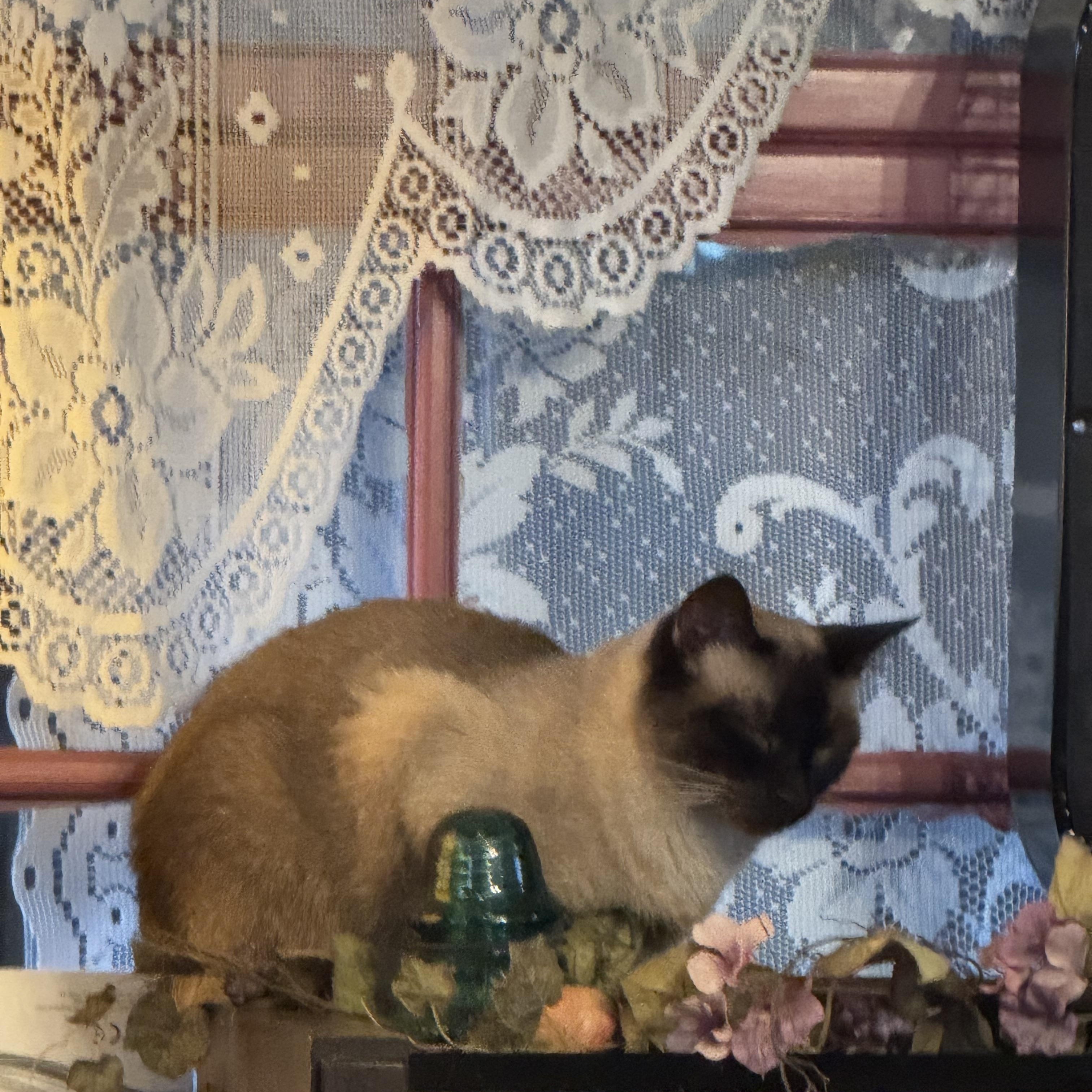 Truman, an adopted Siamese in Export, PA image 6/6