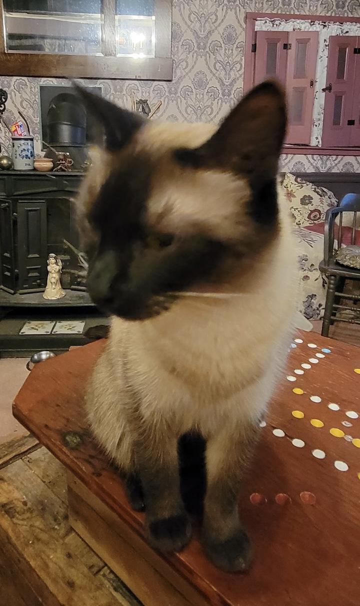 Truman, ADOPTABLE, Adult Male Siamese.