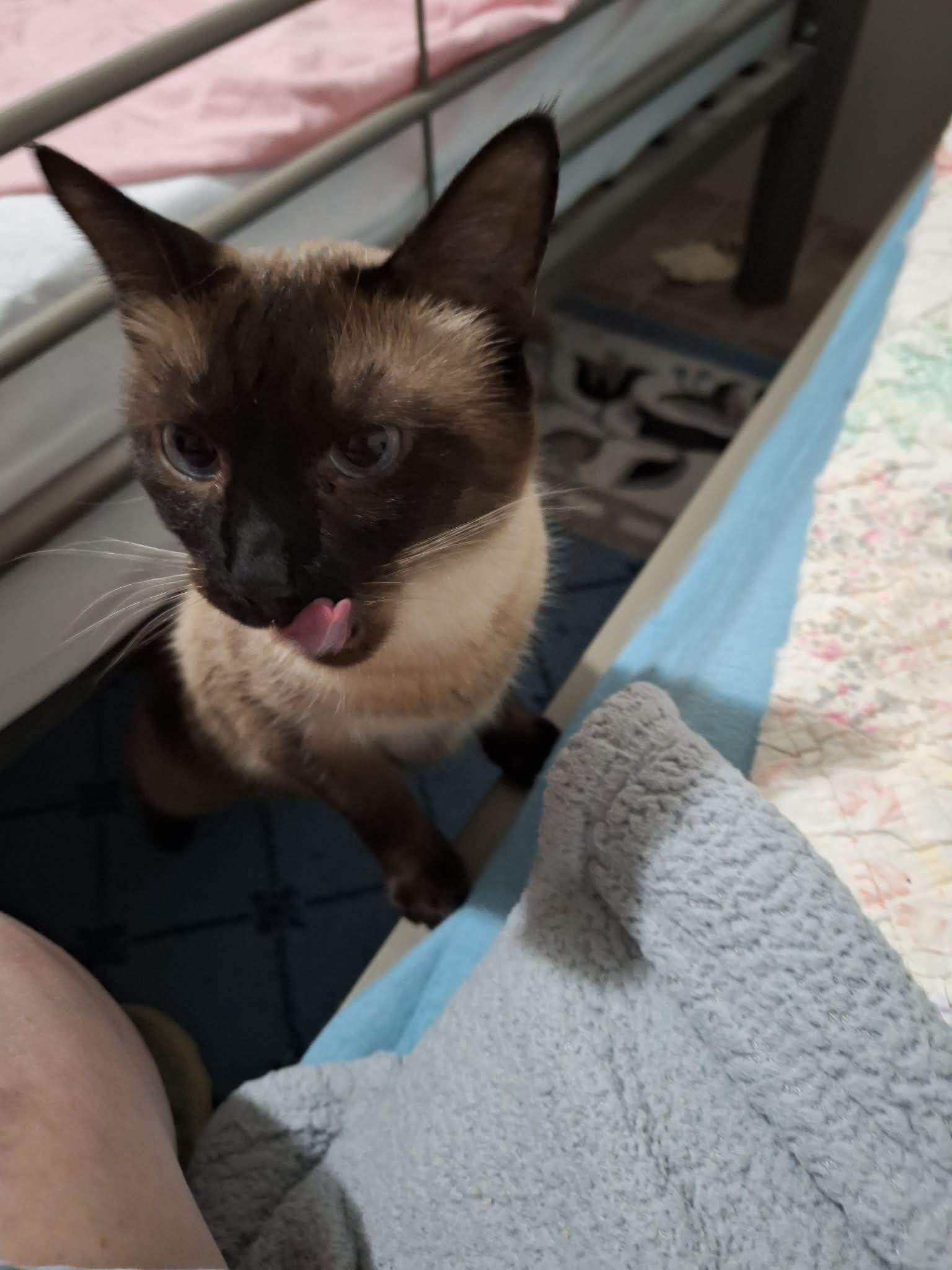 Enlarge Truman, a ADOPTABLE Siamese in Export, PA image 3/3