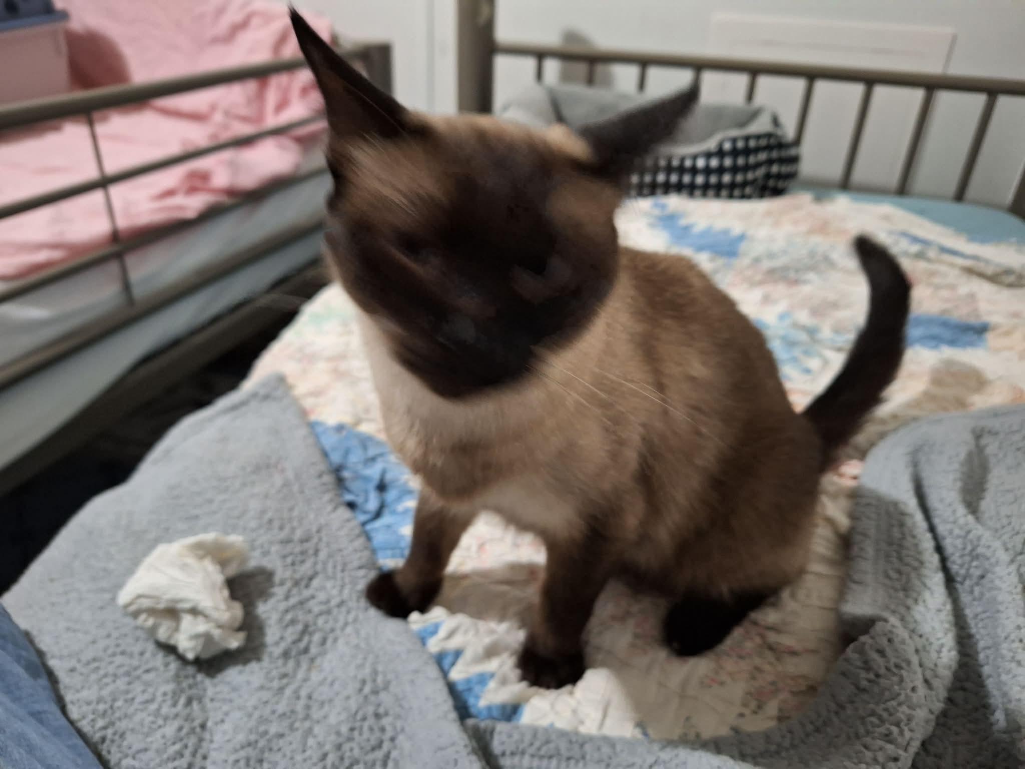 Enlarge Truman, a ADOPTABLE Siamese in Export, PA image 2/3