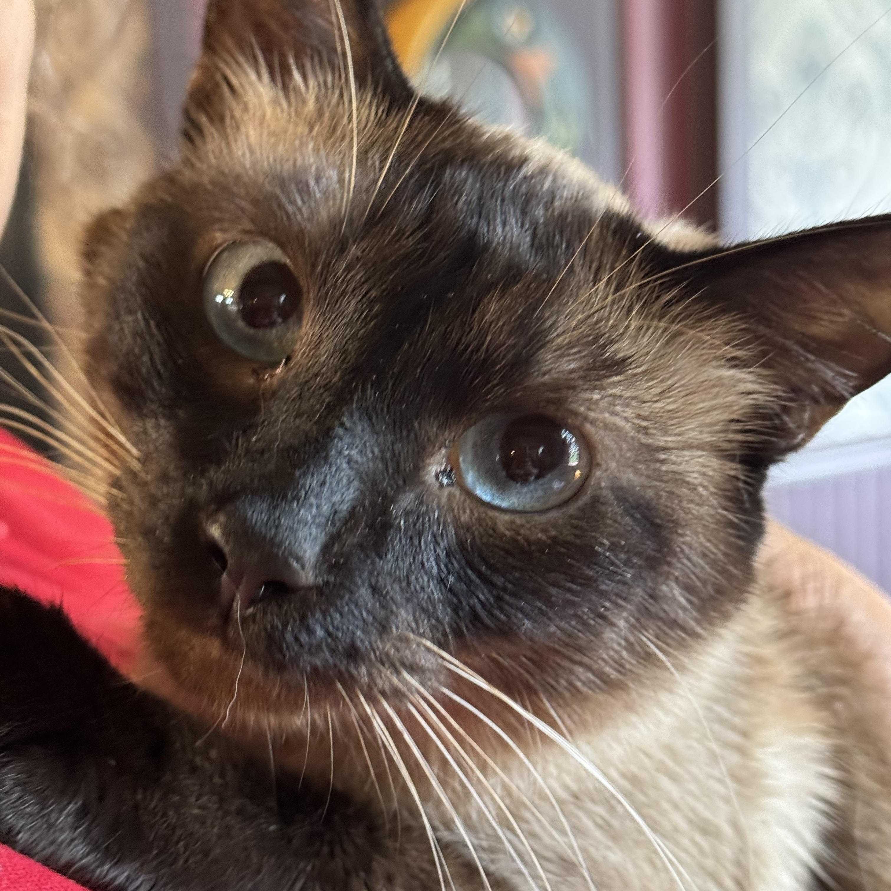 Truman, an adopted Siamese in Export, PA image 3/6