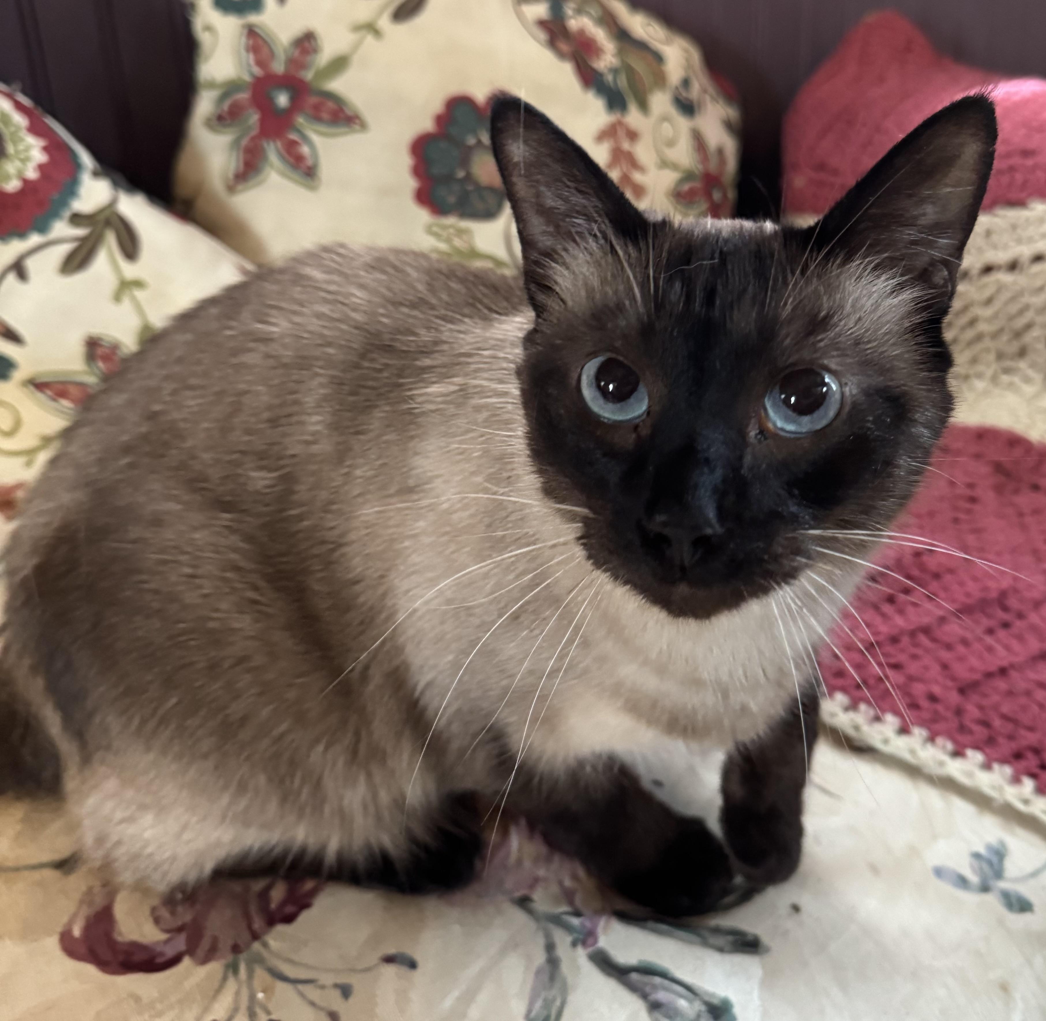 Truman, an adopted Siamese in Export, PA image 5/6