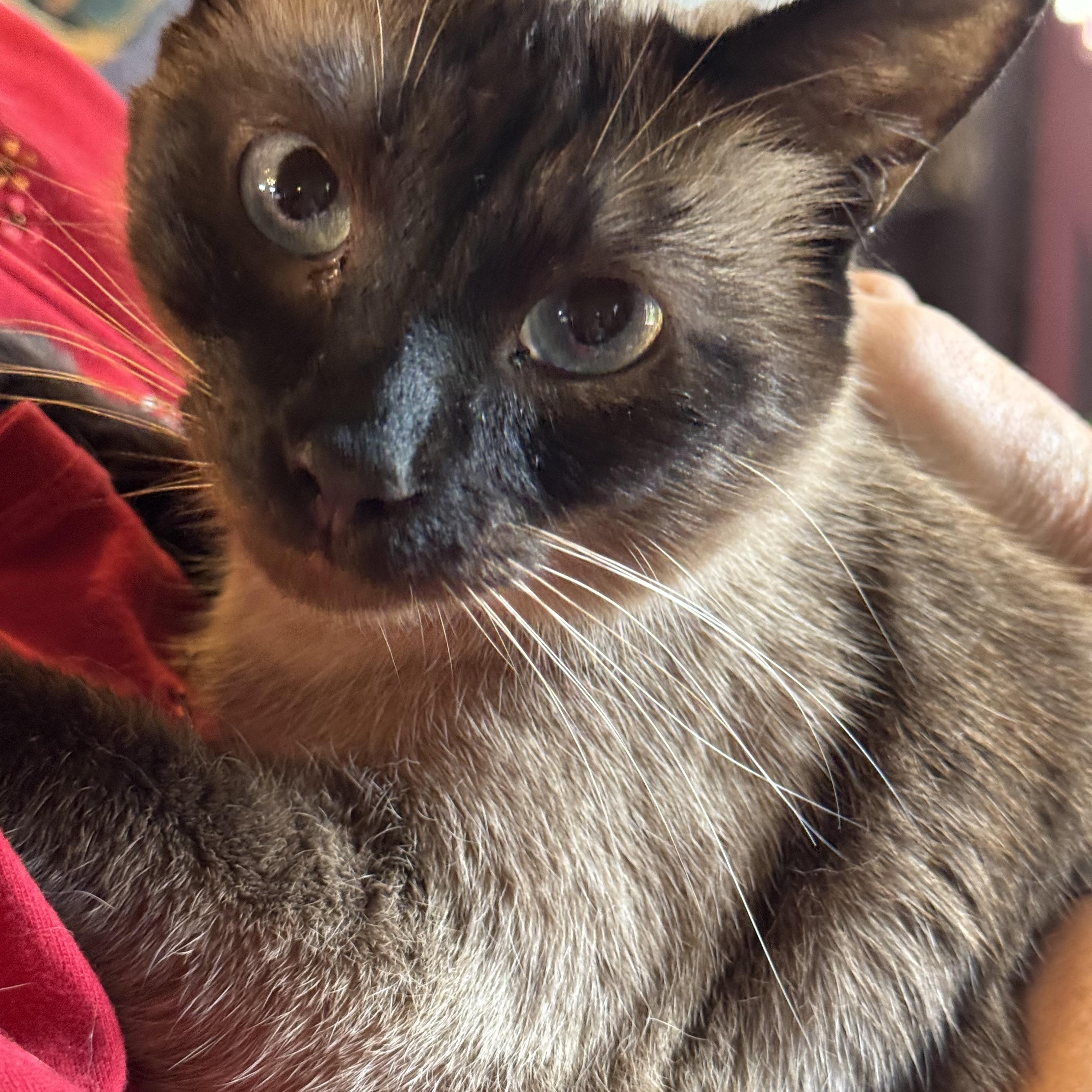 Truman, adopted, Adult Male Siamese.