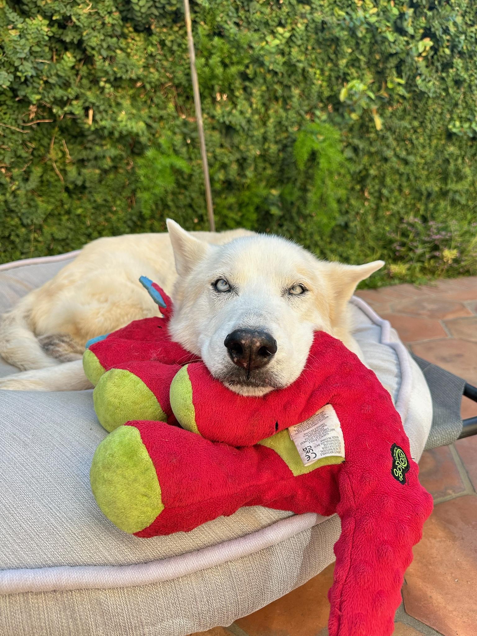Ghost, Senior Male unknown