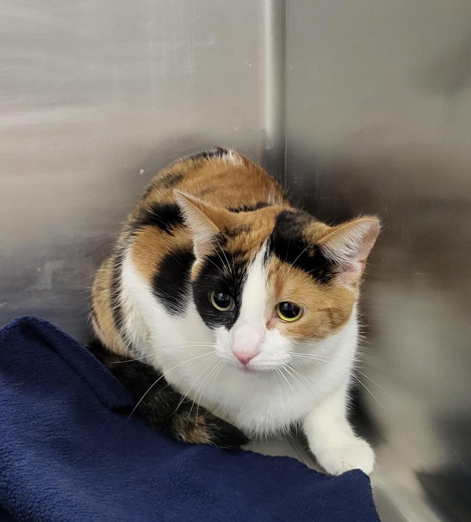 Posie, Adoptable, Adult Female Domestic Short Hair.