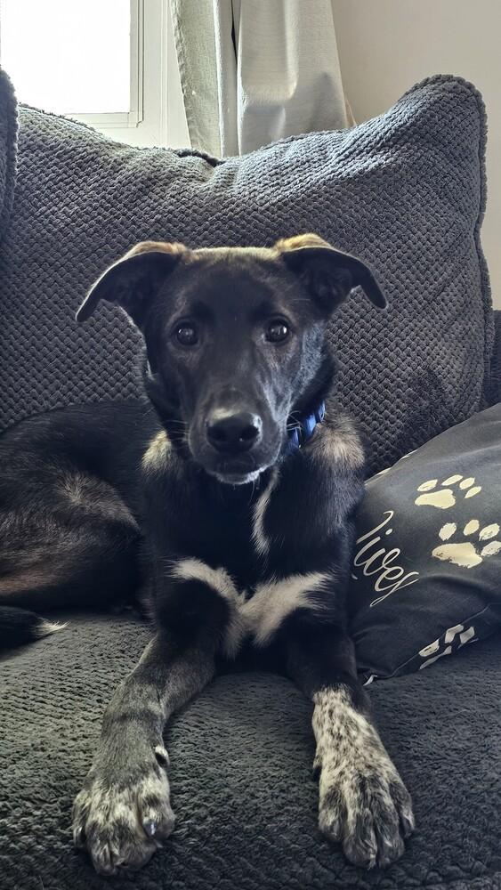 Lionel, Adoptable, Young Male Mountain Cur.