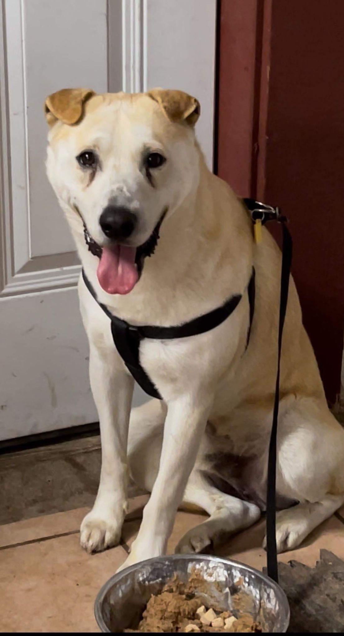 Enlarge Loki, a Adoptable mixed breed in San Antonio, TX image 2/3