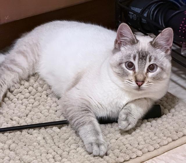 Archie — thumbnail 2