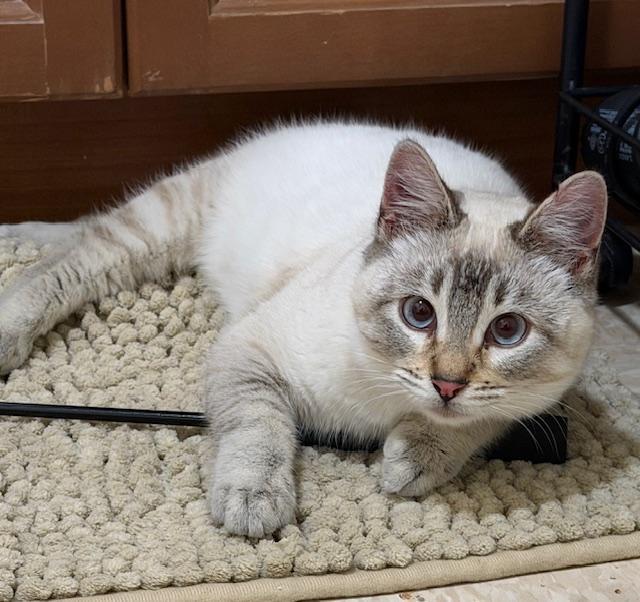 Archie — thumbnail 3