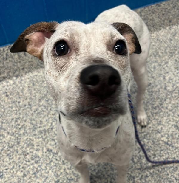 Lagatha, Adoptable, Adult Female Australian Cattle Dog / Blue Heeler.