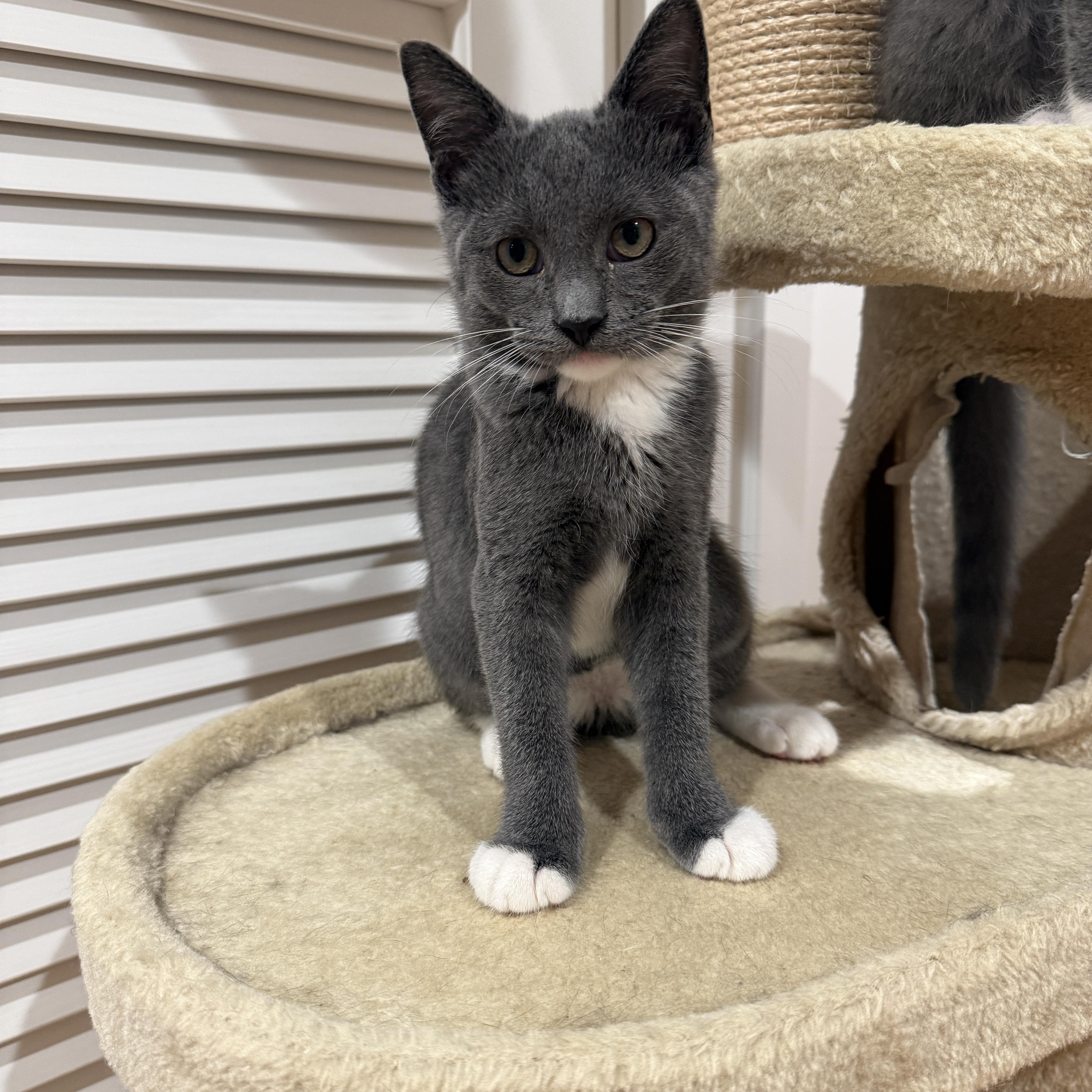 Enlarge Cinder, a Adoptable Domestic Short Hair in New York, NY image 5/5