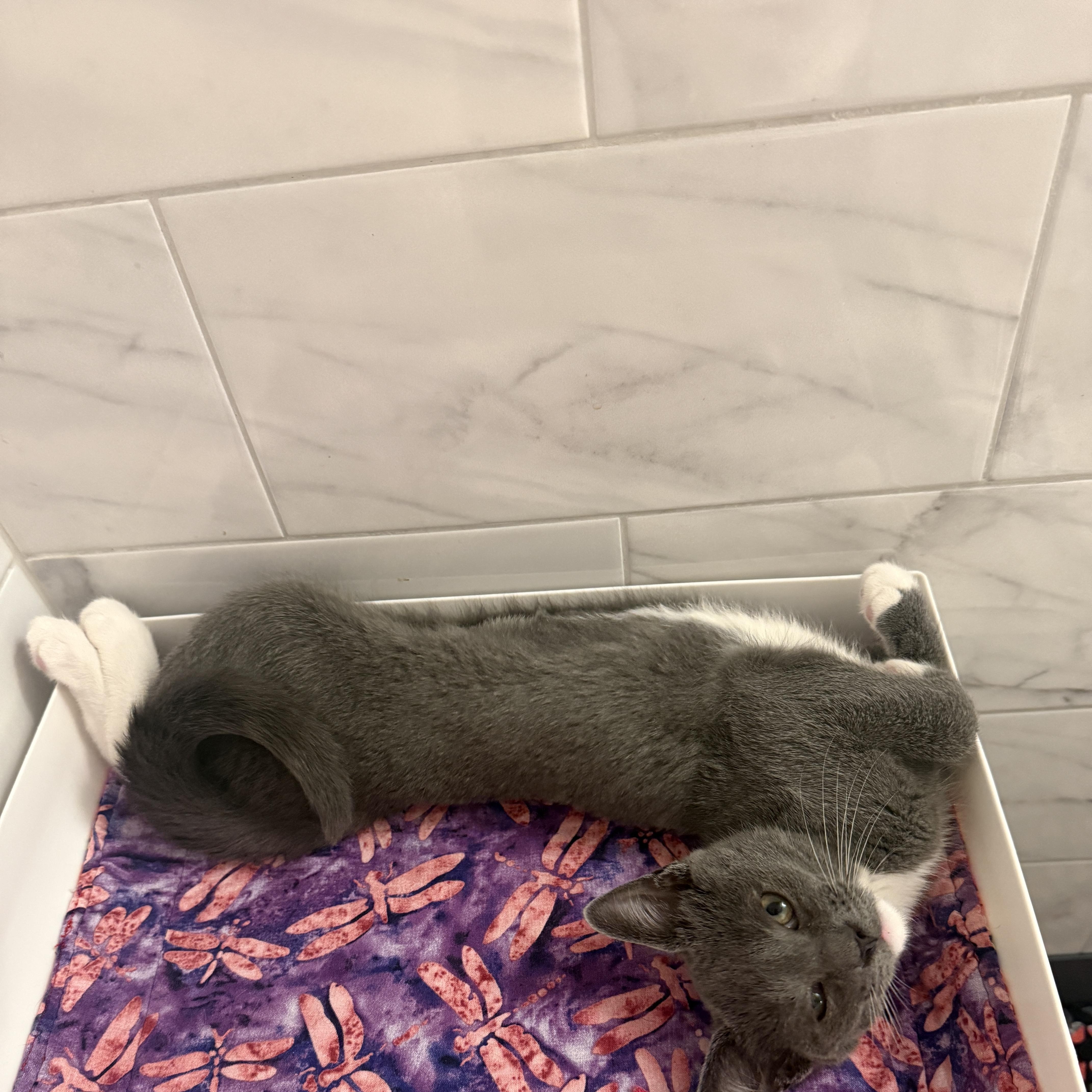 Enlarge Cinder, a Adoptable Domestic Short Hair in New York, NY image 3/5