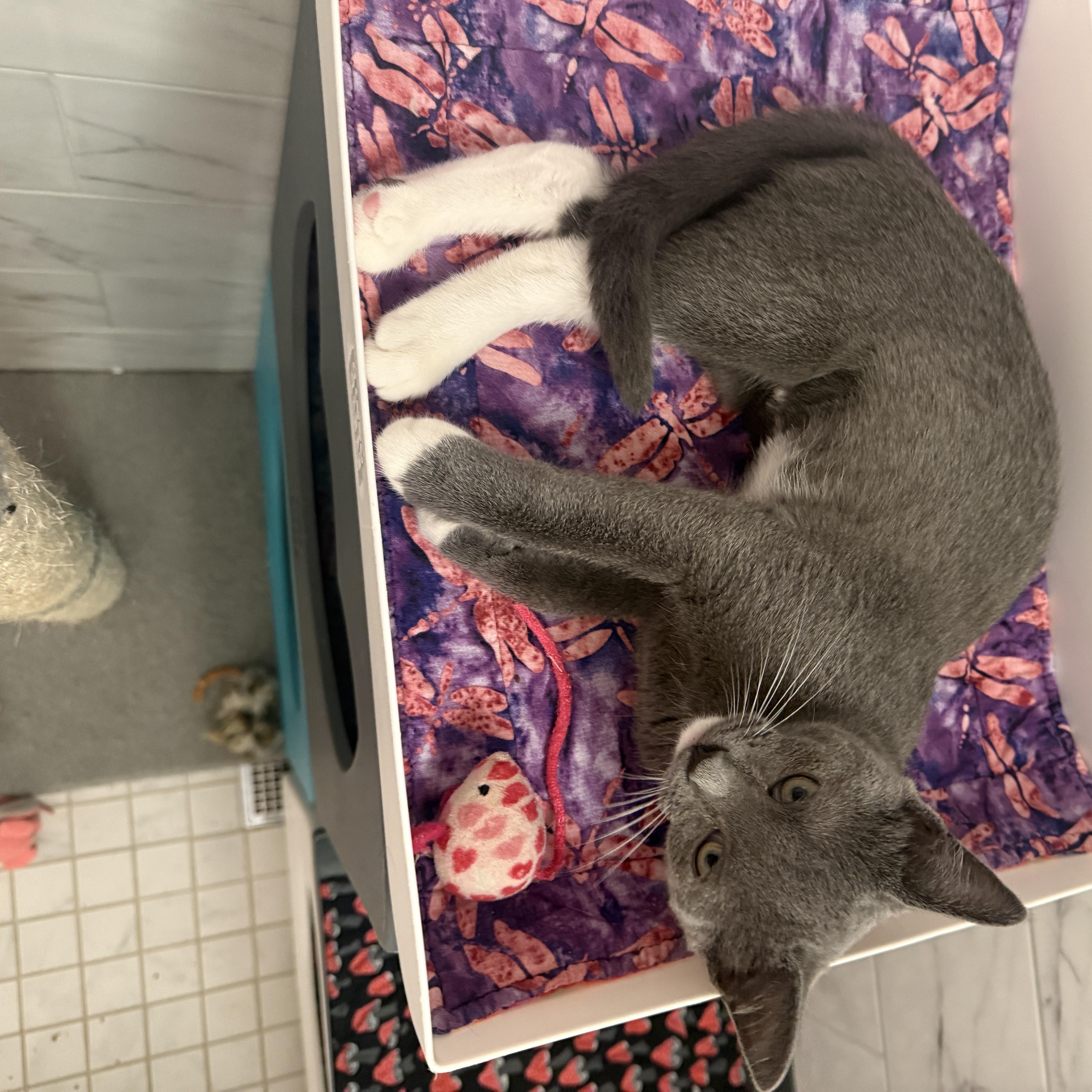 Enlarge Cinder, a Adoptable Domestic Short Hair in New York, NY image 4/5