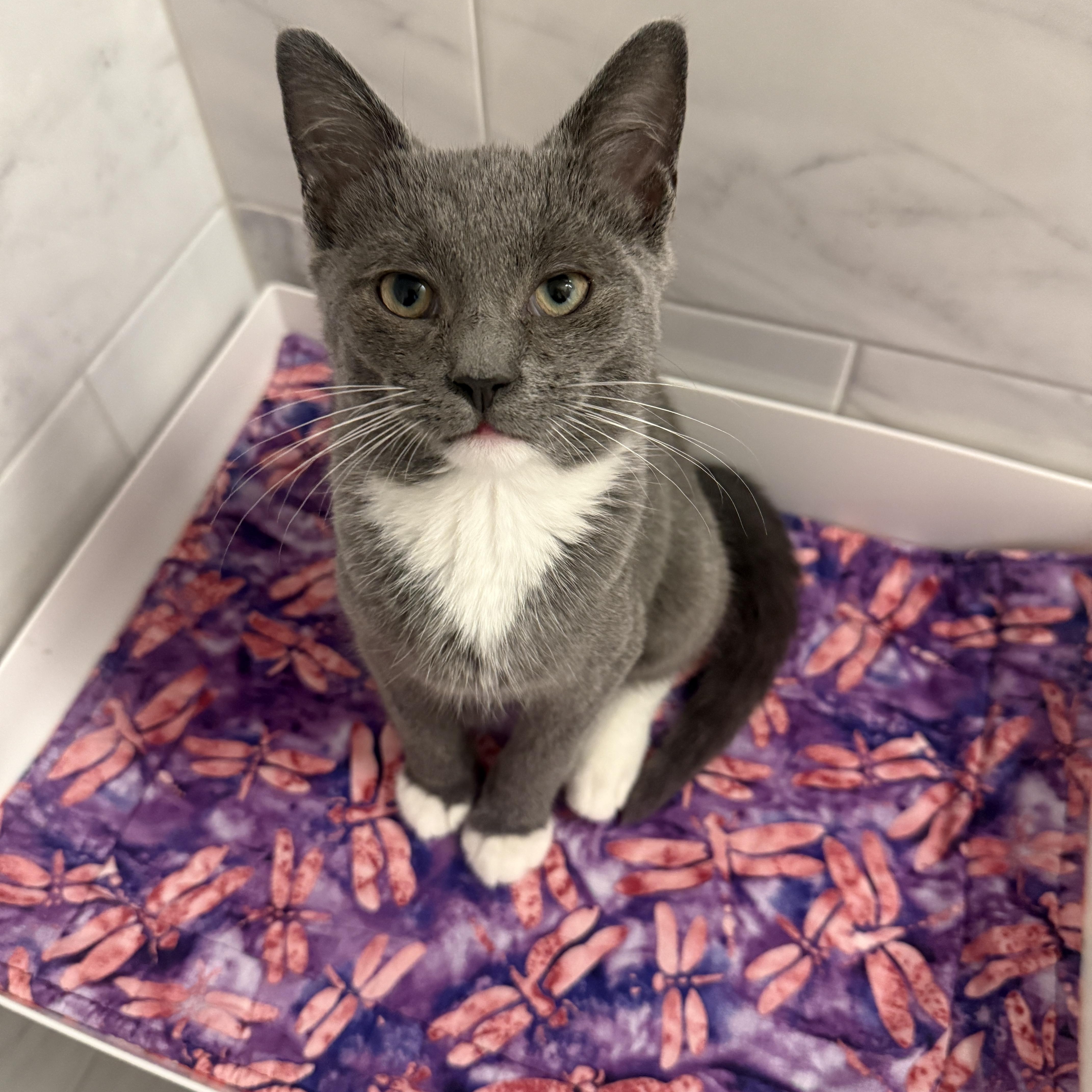 Enlarge Cinder, a Adoptable Domestic Short Hair in New York, NY image 2/5