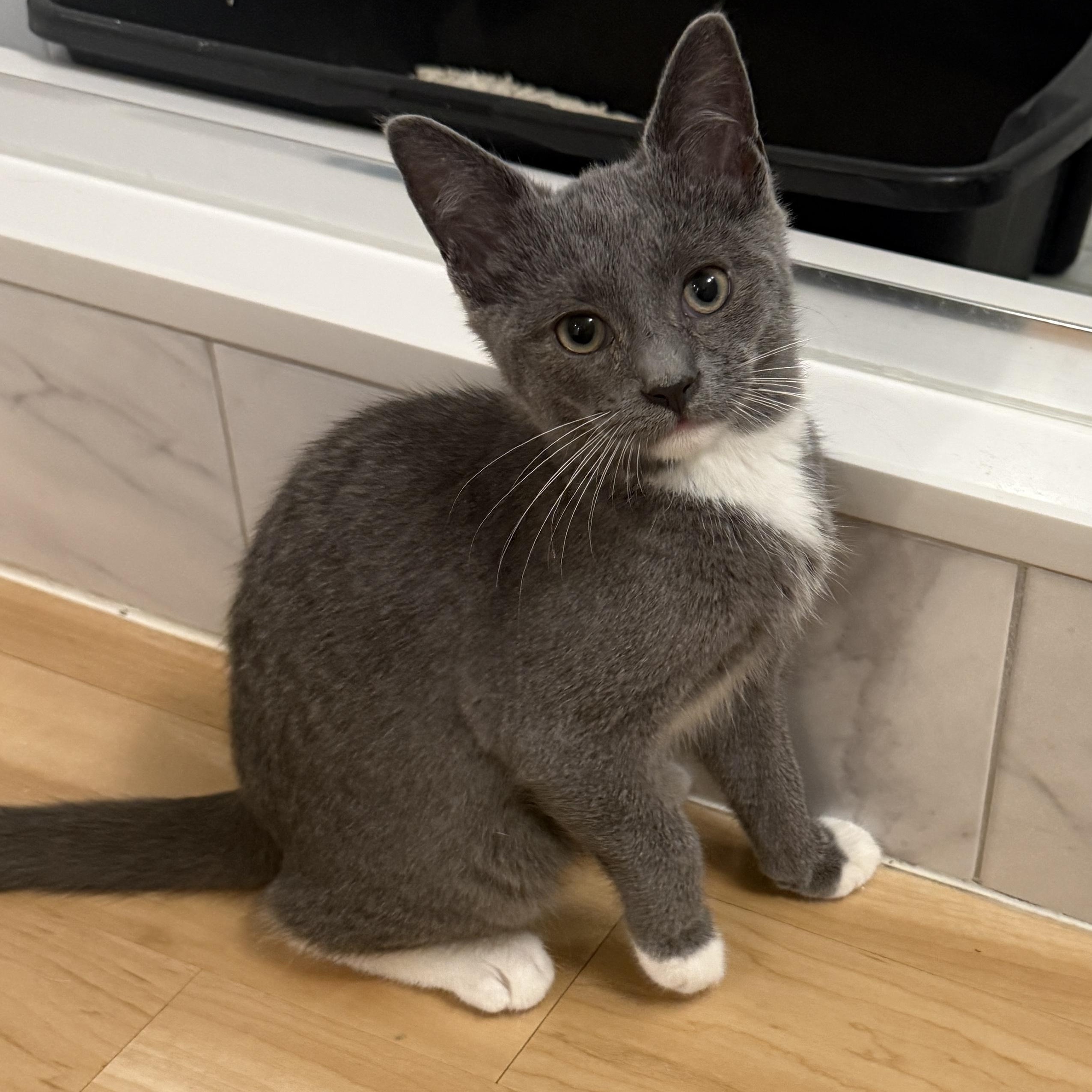 Enlarge Cinder, a Adoptable Domestic Short Hair in New York, NY image 1/5