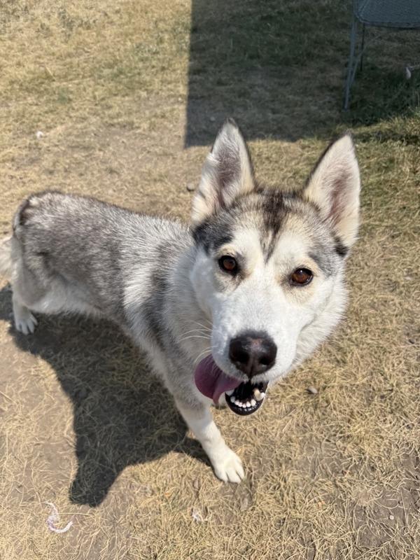 Shasta, Adoptable, Adult Female Mixed Breed & Siberian Husky.