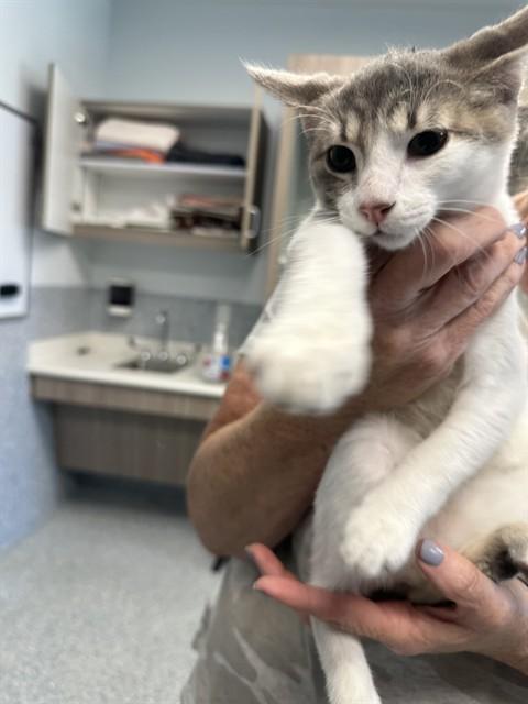 Enlarge DEXTER, a Adoptable Domestic Short Hair in Paradise, CA image 1/1