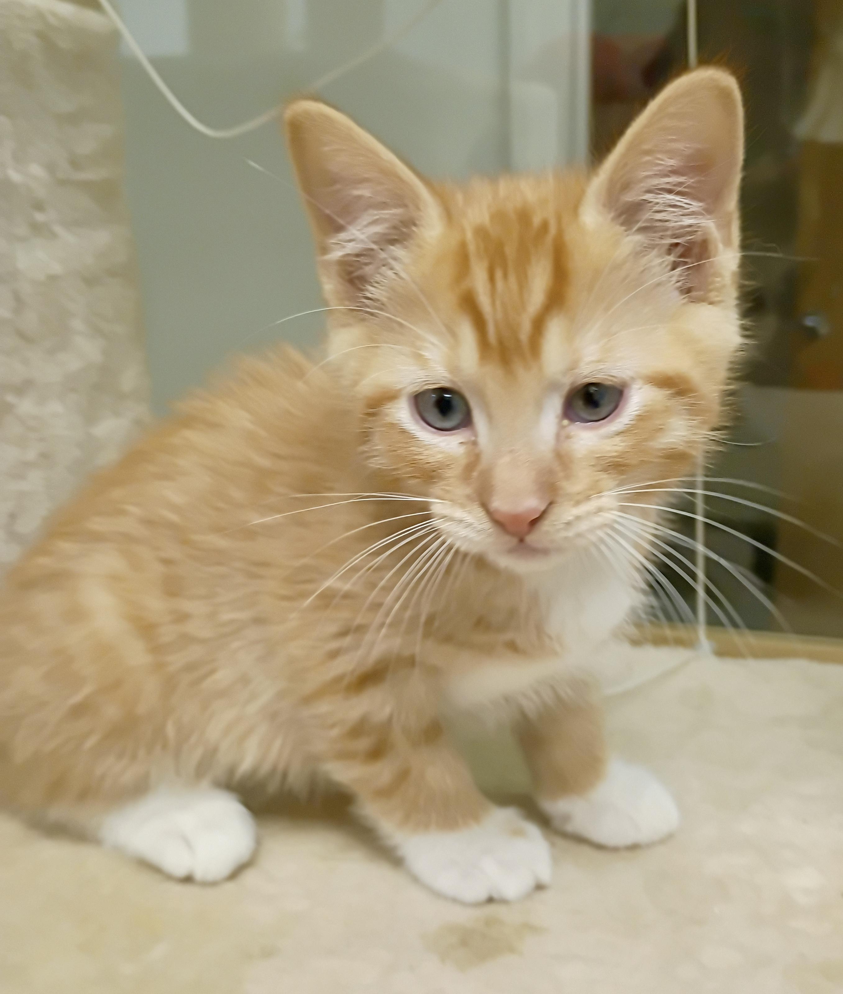 Banana, a Adoptable mixed breed image 2/5