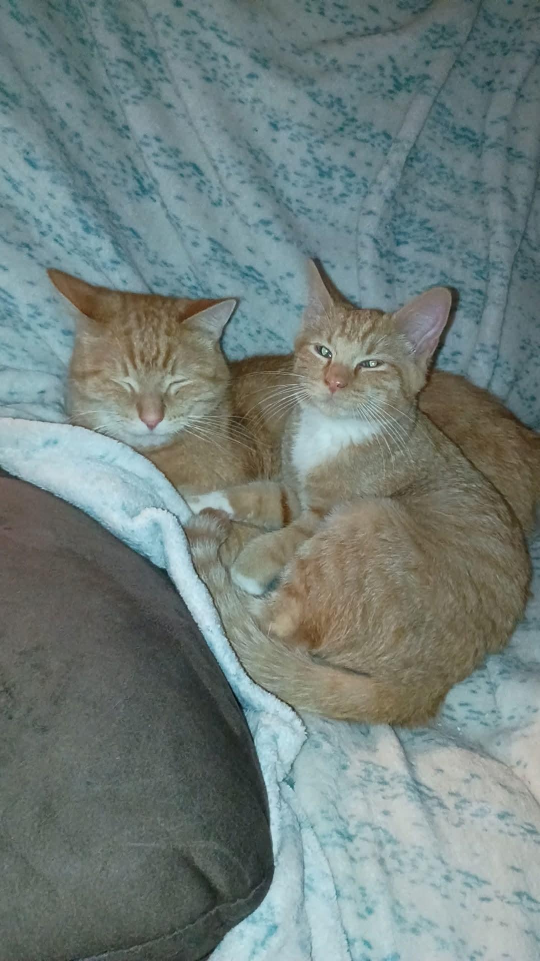 Enlarge Banana, an adopted mixed breed in Pocatello, ID image 4/4