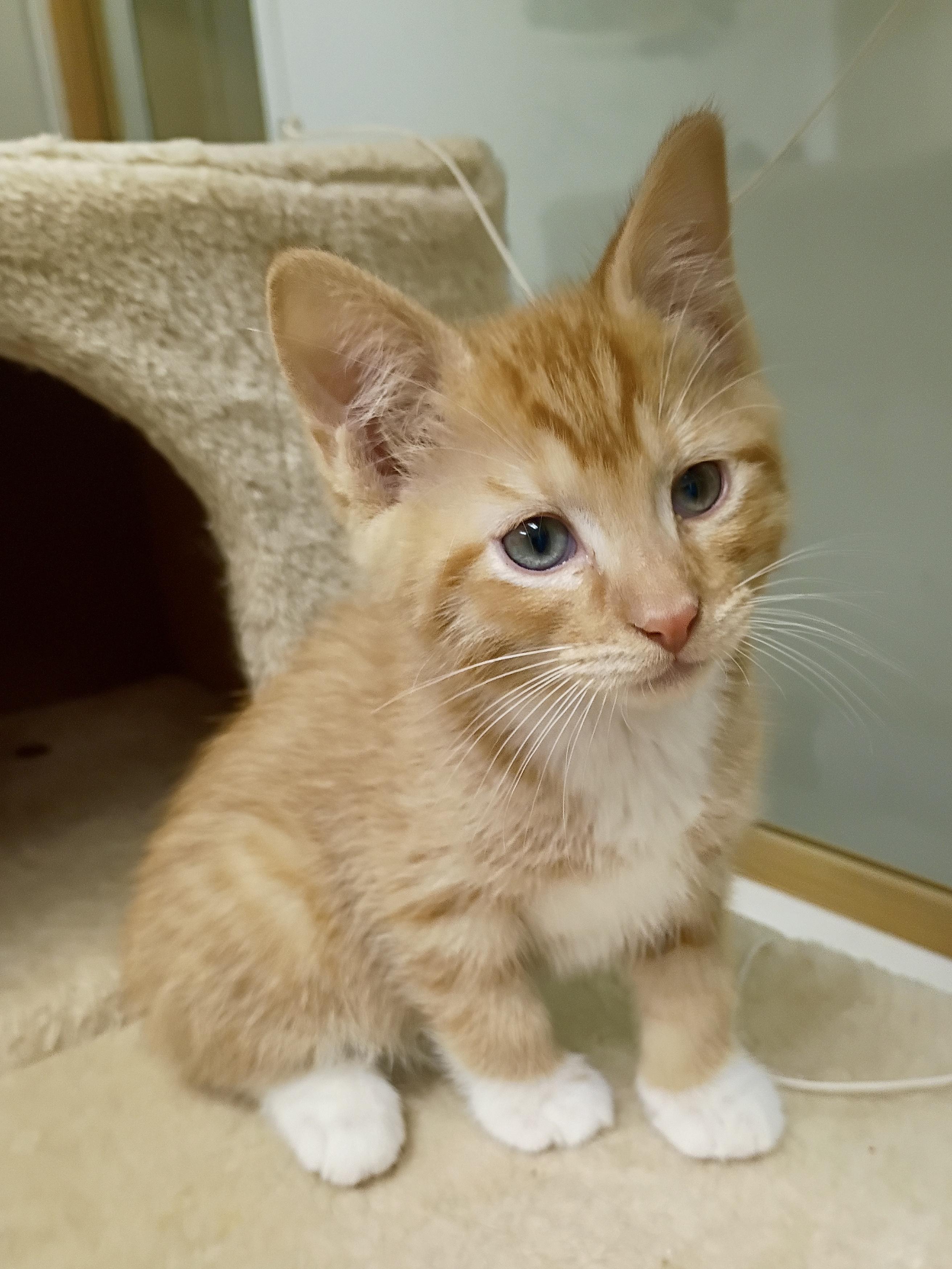 Banana, a Adoptable mixed breed image 3/5