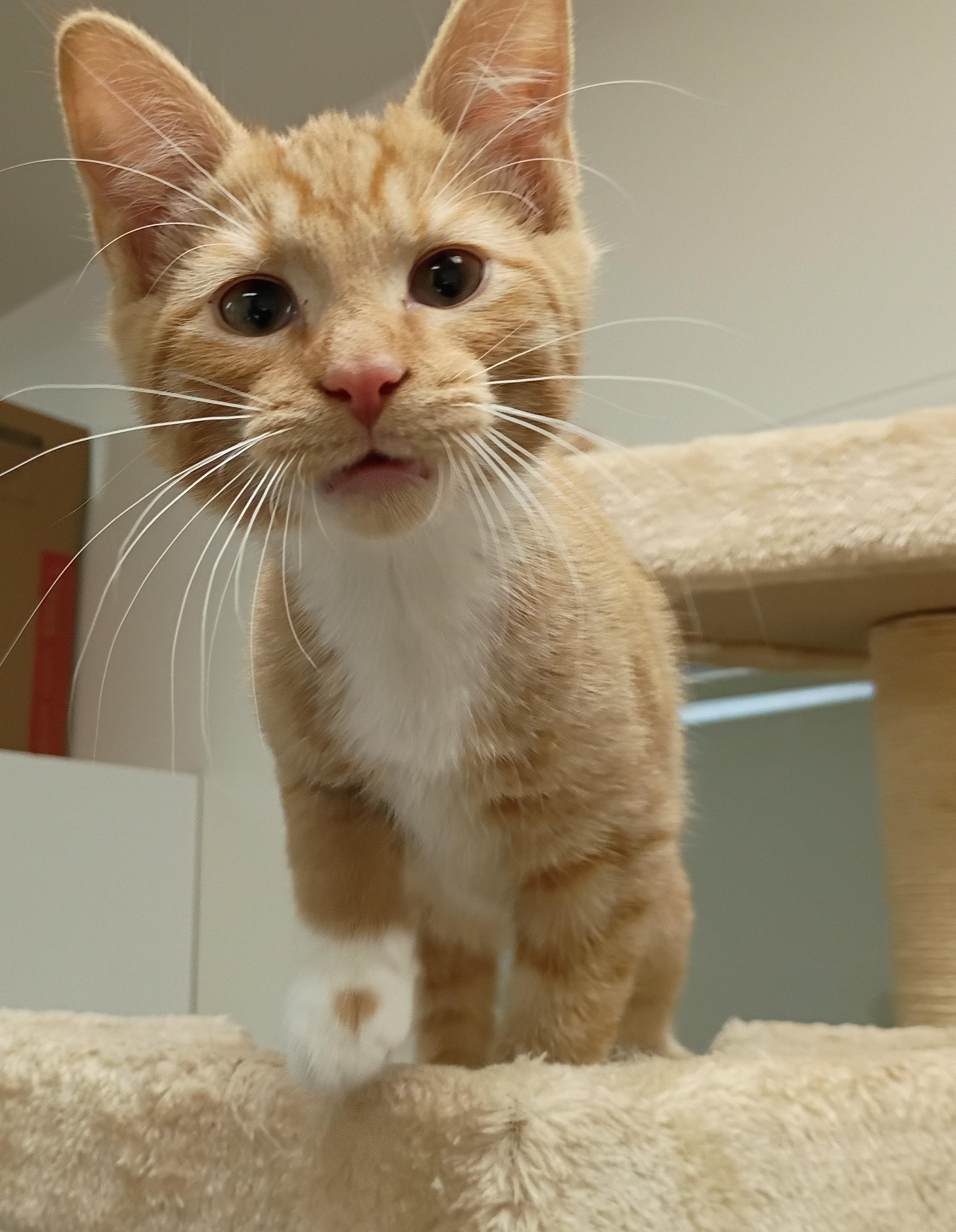 Banana, a Adoptable mixed breed image 1/5