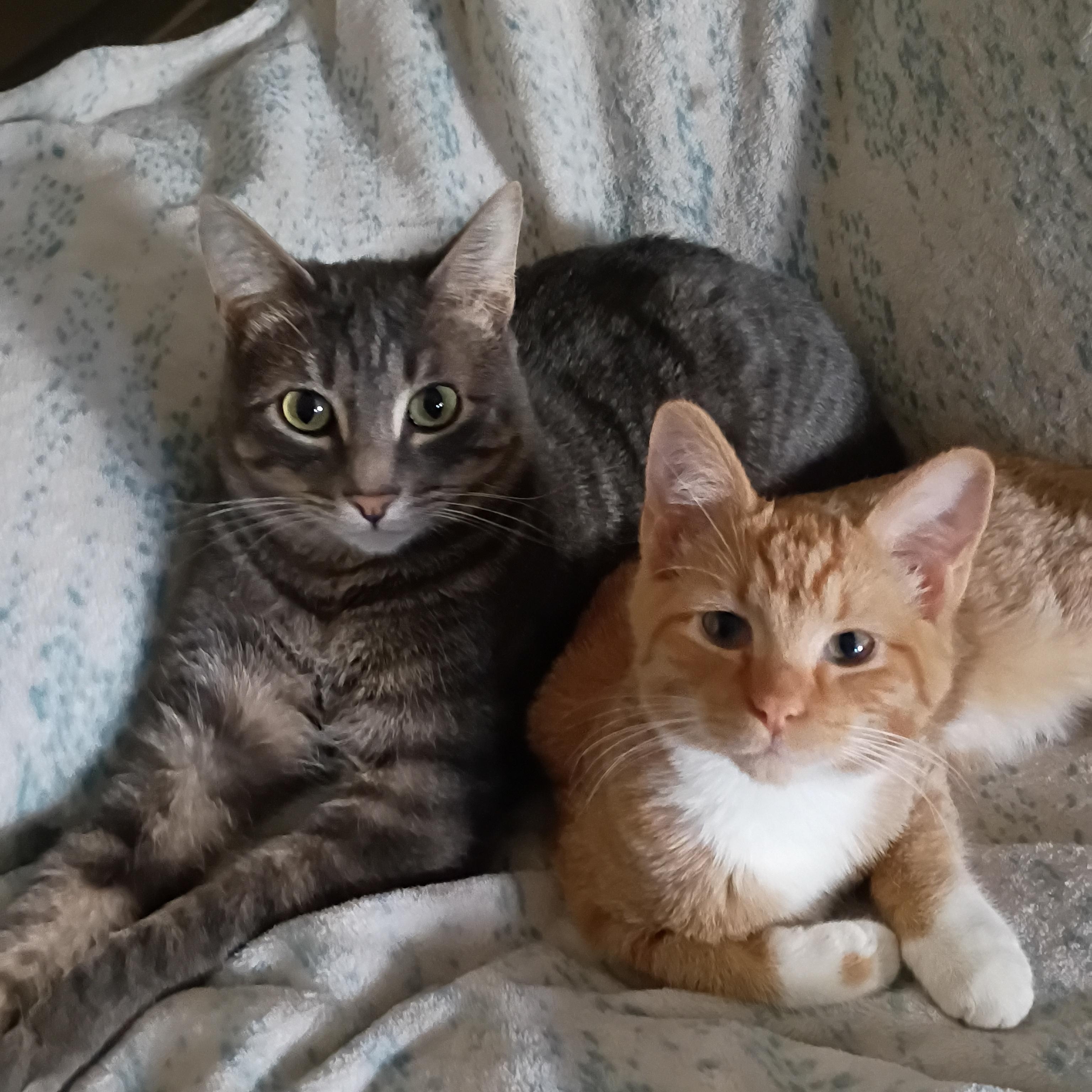 Enlarge Banana, an adopted mixed breed in Pocatello, ID image 3/4