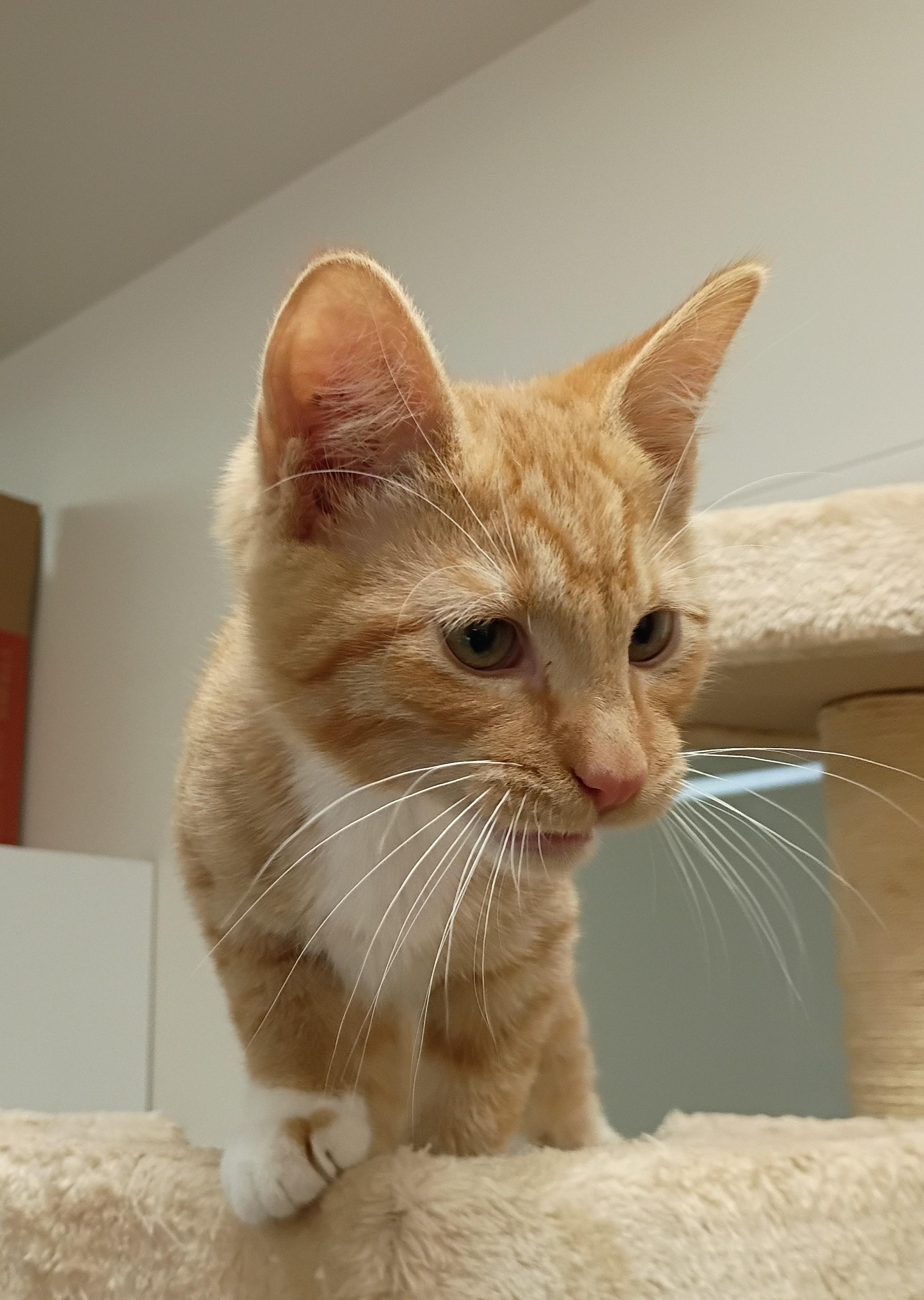 Banana, a Adoptable mixed breed image 5/5