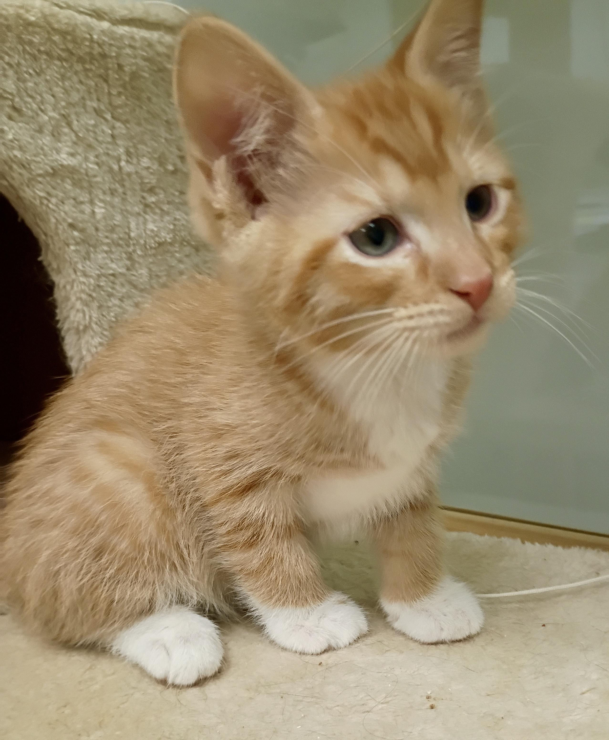 Banana, a Adoptable mixed breed image 4/5