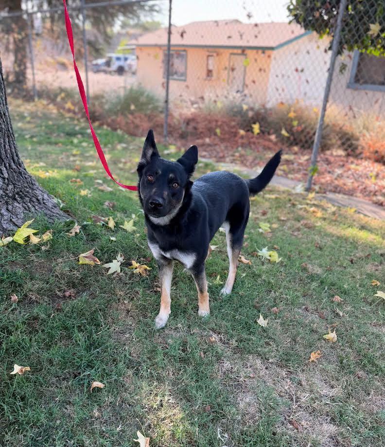 Dixie, ADOPTABLE, Adult Female Australian Kelpie.