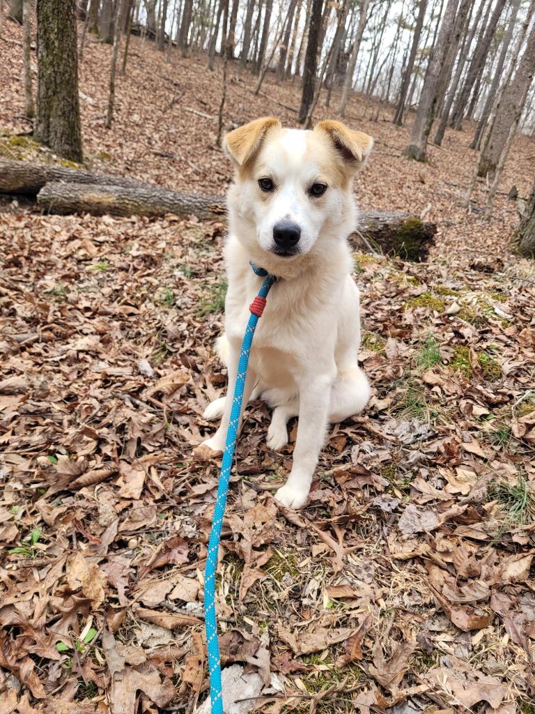 Enlarge Chase, a Found Carolina Dog in Lawrenceburg, TN image 1/1