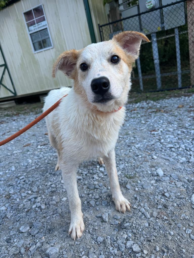 Enlarge Chase, a Adoptable Carolina Dog in Lawrenceburg, TN image 2/6
