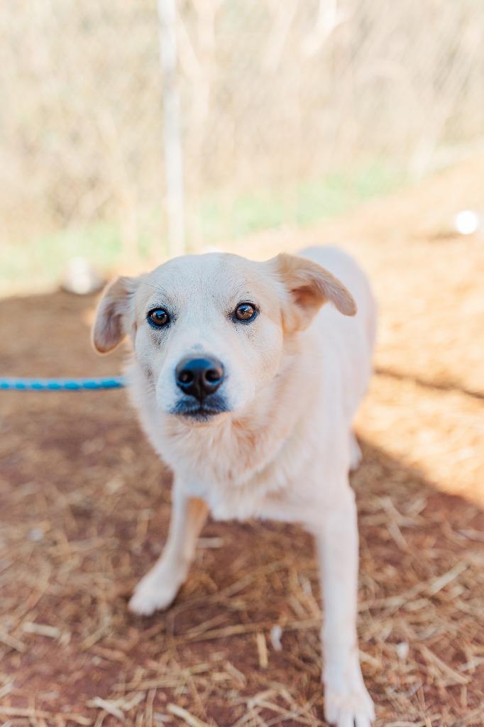 Enlarge Chase, a Adoptable Carolina Dog in Lawrenceburg, TN image 3/6