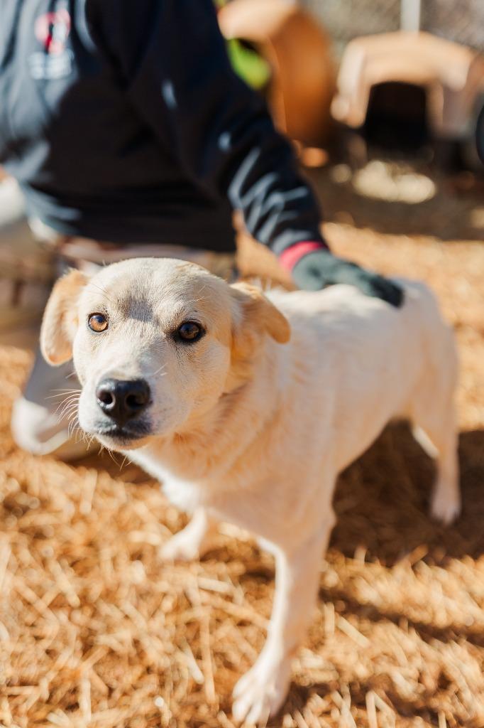 Enlarge Chase, a Adoptable Carolina Dog in Lawrenceburg, TN image 4/6