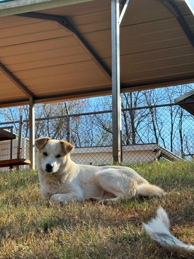 Enlarge Chase, a Adoptable Carolina Dog in Lawrenceburg, TN image 5/6
