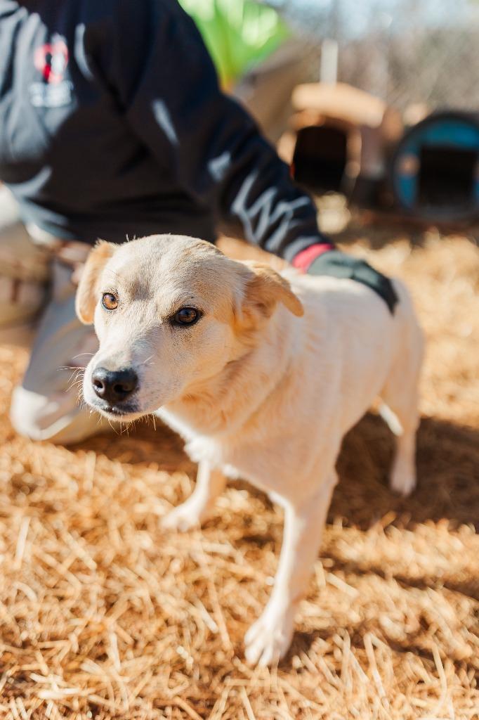 Enlarge Chase, a Adoptable Carolina Dog in Lawrenceburg, TN image 6/6