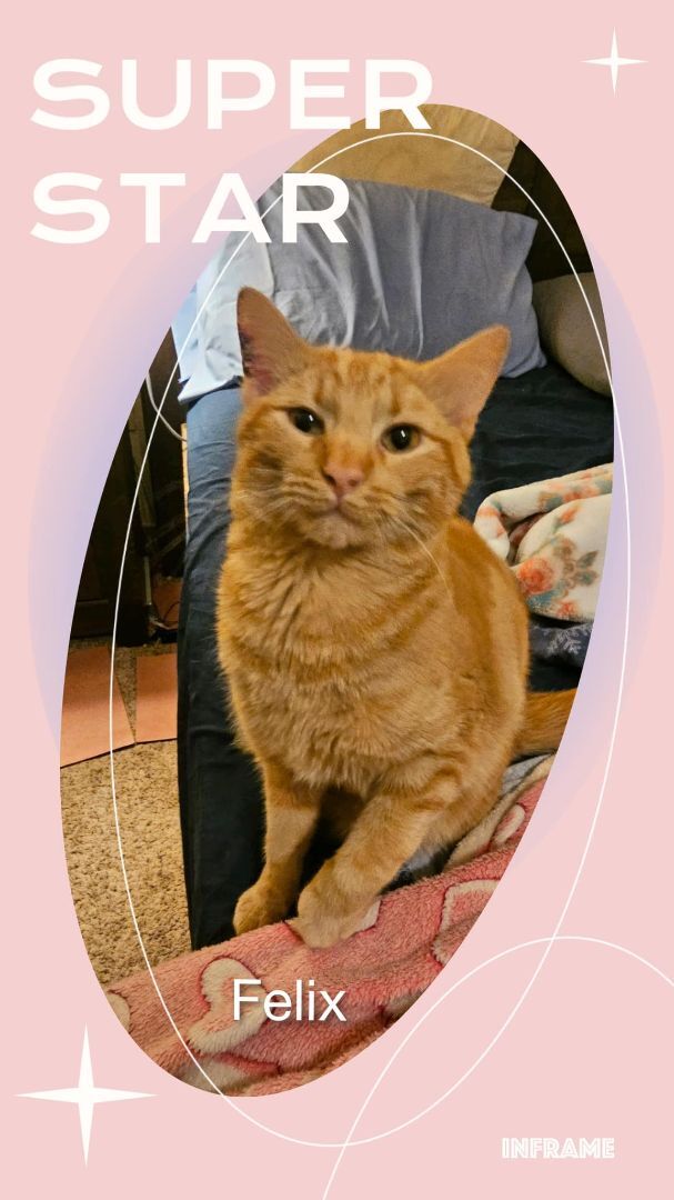 Enlarge Felix, a Adopted Domestic Short Hair in Apache, OK image 1/1