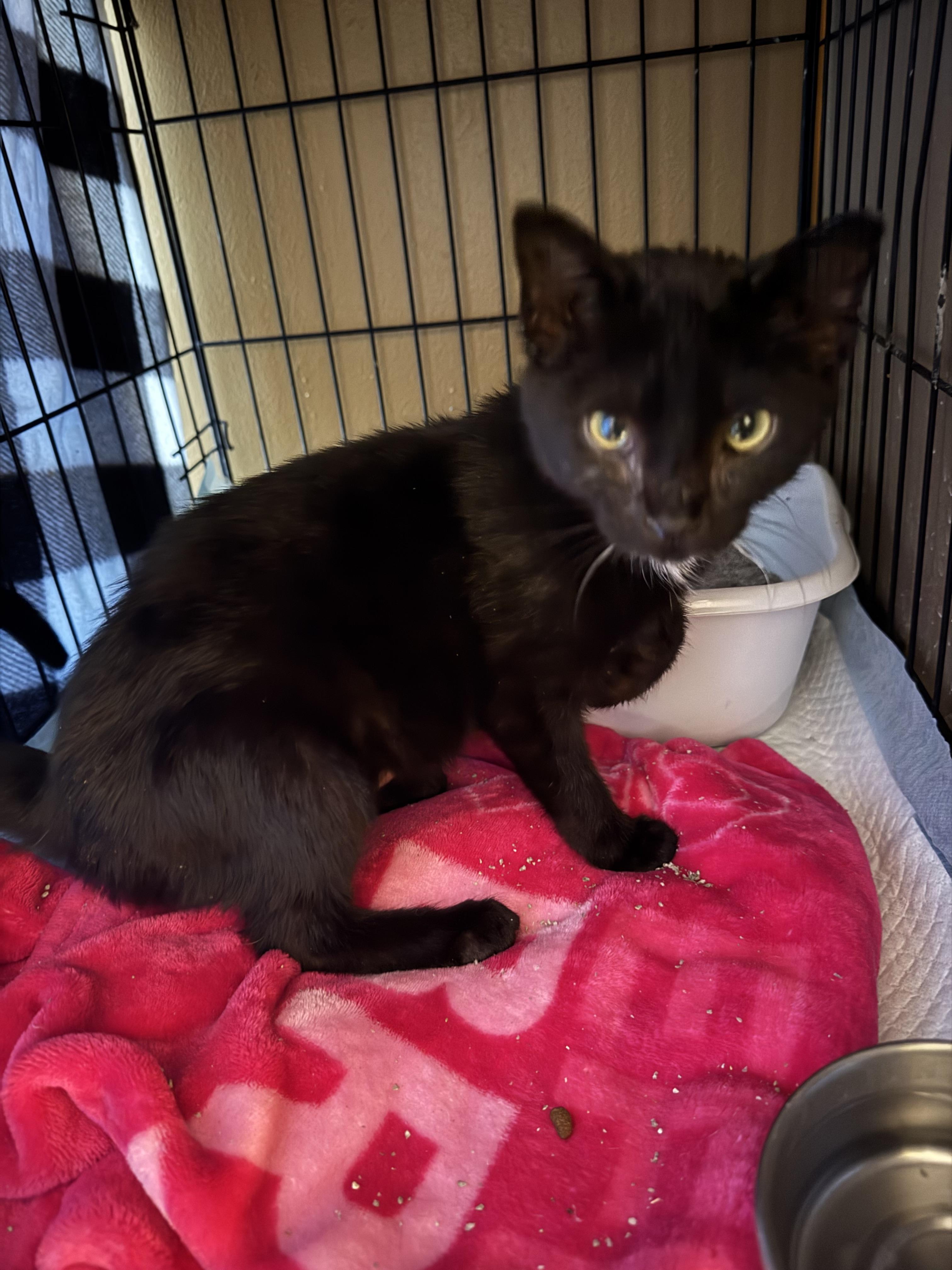 Willow, Young Female Domestic Short Hair