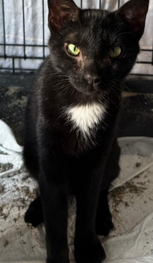 Willow, Adoptable, Young Female Domestic Short Hair.