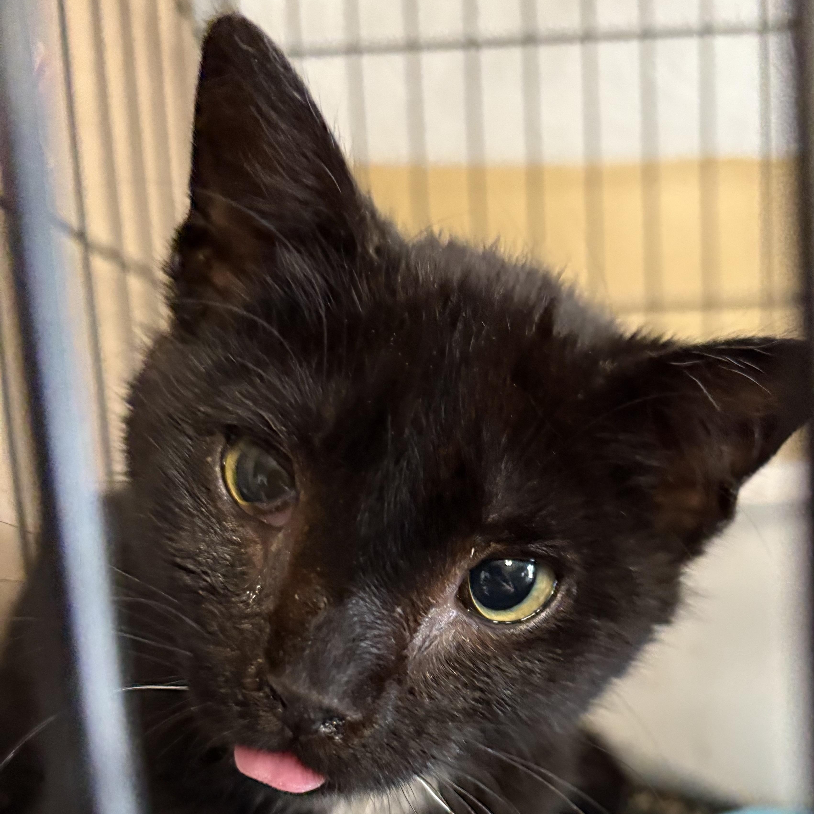 Enlarge Willow, a Adoptable Domestic Short Hair in Evans City, PA image 2/3