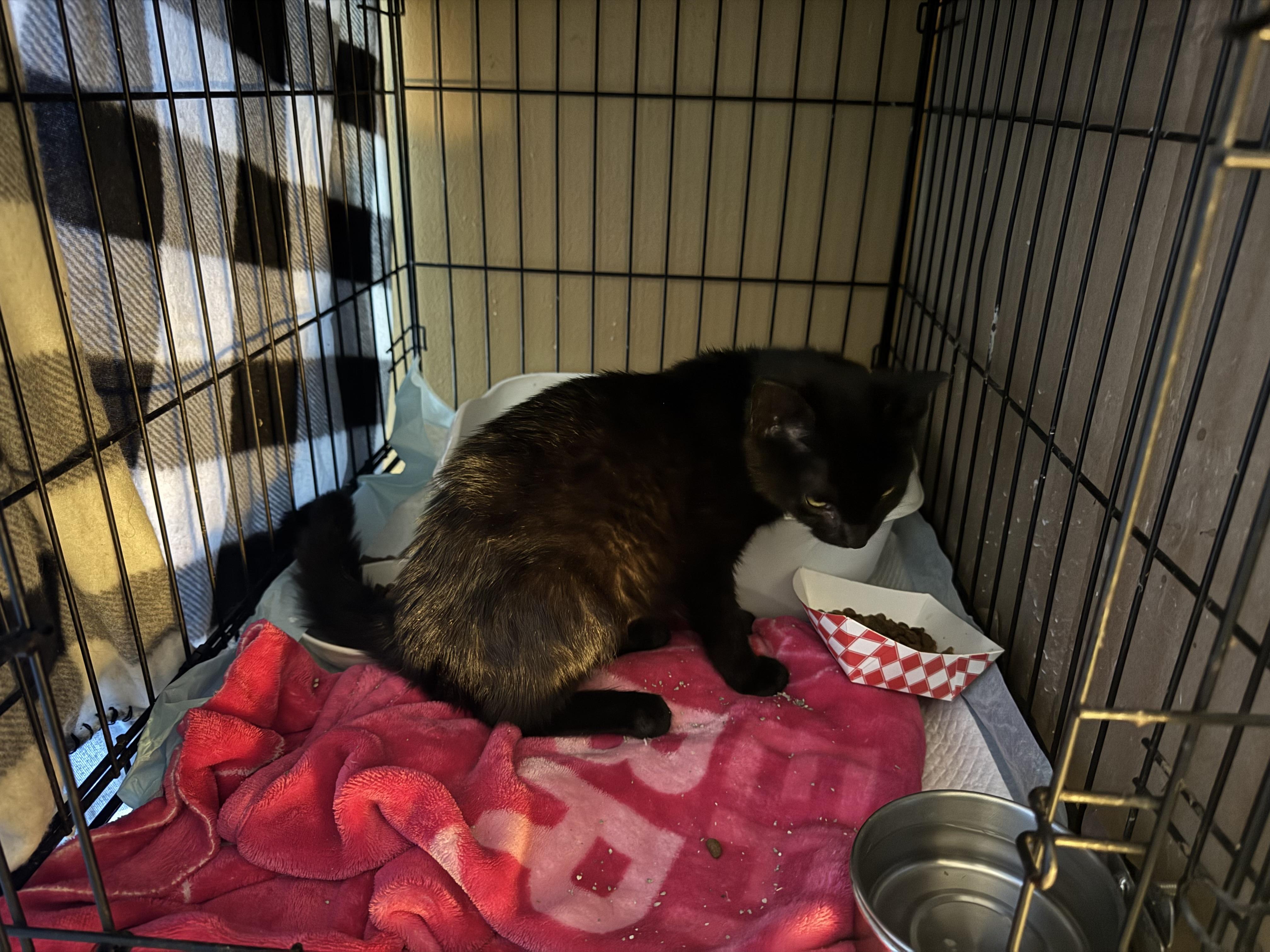 Enlarge Willow, a Adoptable Domestic Short Hair in Evans City, PA image 3/3