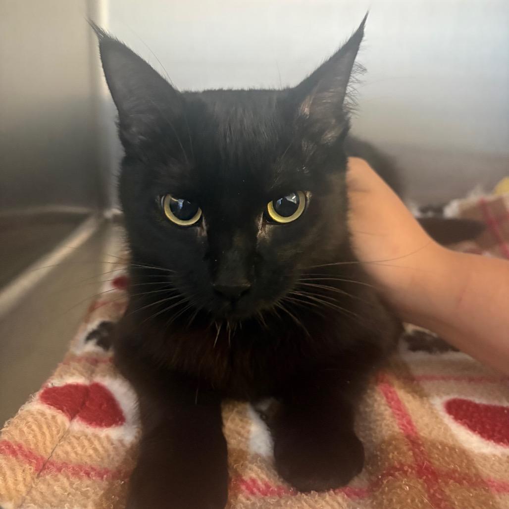 Enlarge Fruit Loops, a Adoptable Domestic Short Hair in Grass Valley, CA image 1/1