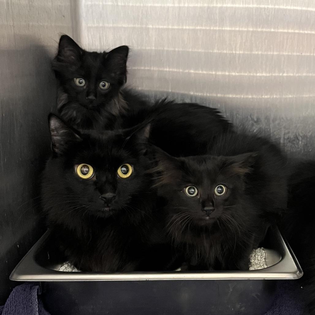 Sherry, Adoptable, Young Female Domestic Medium Hair.