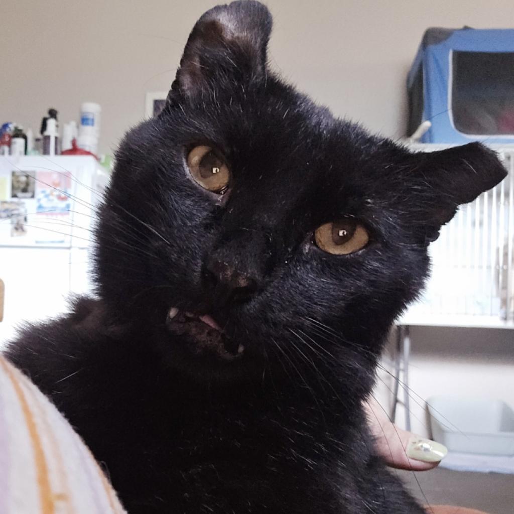 Bart, Adoptable, Adult Male Domestic Short Hair.