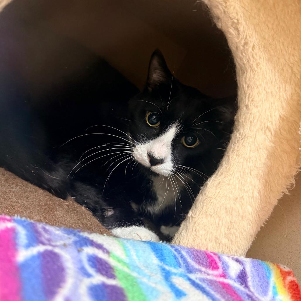 Pinto, Adoptable, Adult Male Domestic Short Hair.