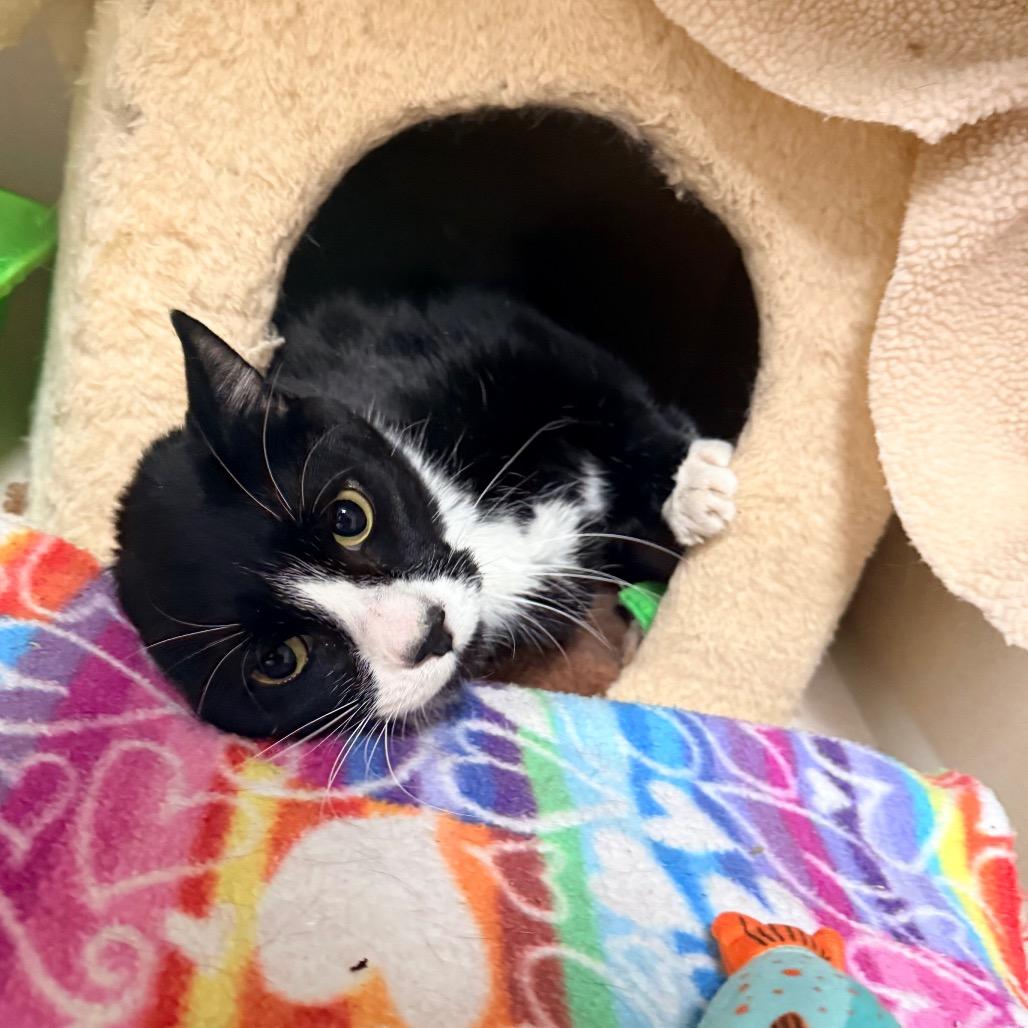 Pinto, a Adoptable Domestic Short Hair in Great Falls, MT image 2/3