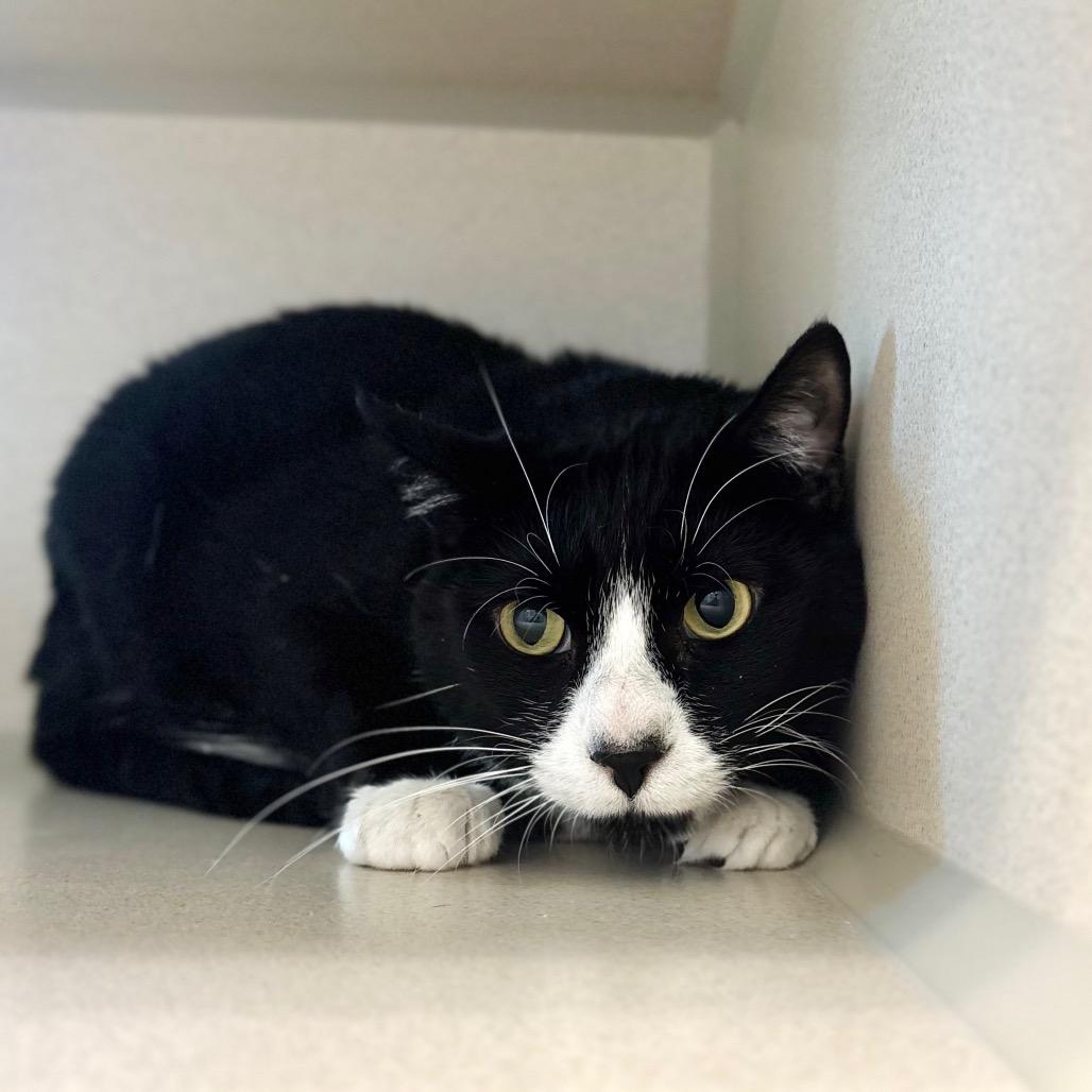 Enlarge Pinto, a Adoptable Domestic Short Hair in Great Falls, MT image 1/1