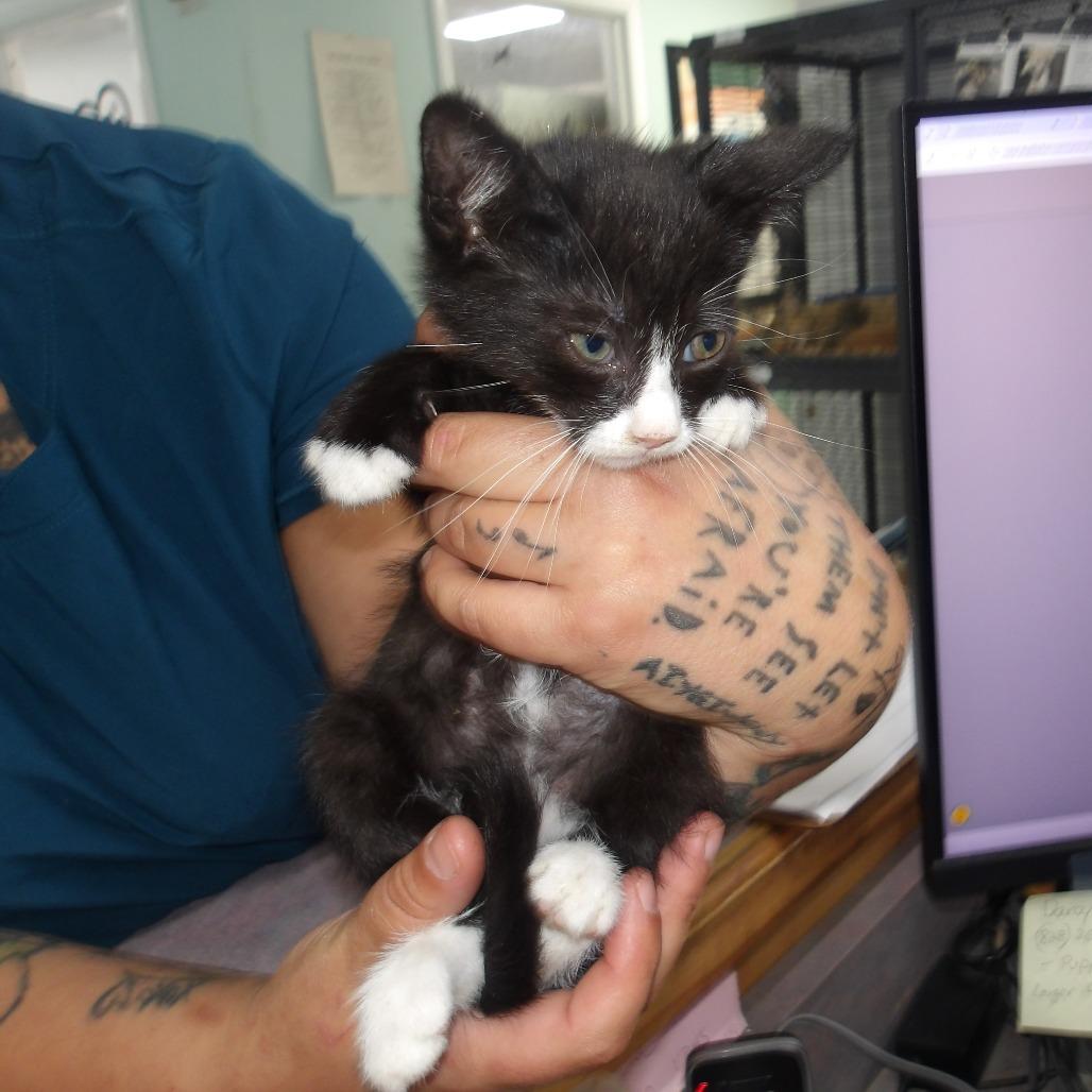 Nutmeg (PK3), Adoptable, Kitten Male Domestic Short Hair.