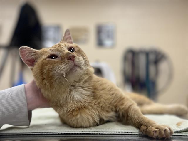 CATFISH, Adoptable, Adult Male Domestic Short Hair.